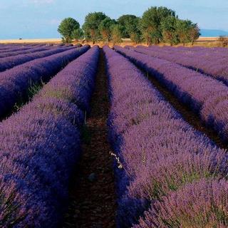 Champs de lavande