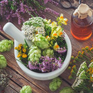 Mélange de plantes