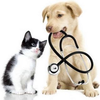 Chien chat